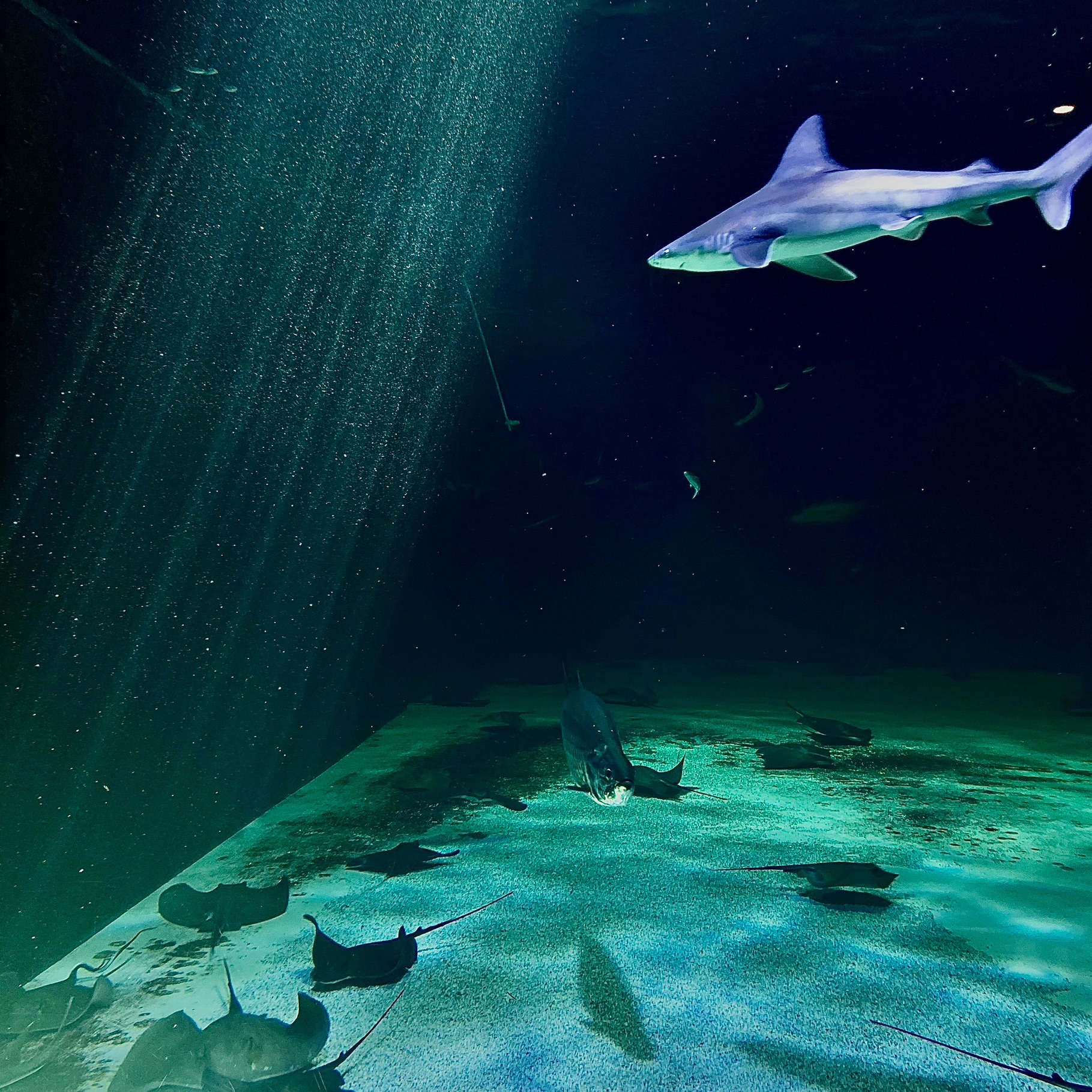 Requin à l'Océarium du Croisic